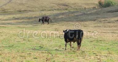 两头奶牛在草地上吃草