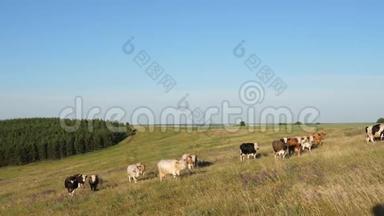 美丽的高山草地和奶牛。 蓝天上牧场上的牛。 奶牛在牧场上放牧. 奶业概念
