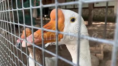 一头两只<strong>灰白色</strong>的笼中鹅，嘴橙色，靠近一个家禽农场的金属栅栏，肉