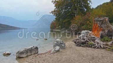 老橙树桩，岩石和石头在湖岸的前面。