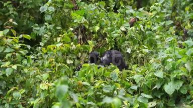一只大猩猩在丛林深处隐藏婴儿、打哈欠和伸展身体