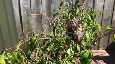 黄蜂<strong>聚集</strong>在一棵小树上的巢上，靠在木栅栏上-4K