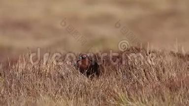 一只令人惊叹的红松鸡，拉各布斯拉各布斯，在一个大<strong>风天</strong>，在苏格兰高地的草地和石南丛中遮掩。