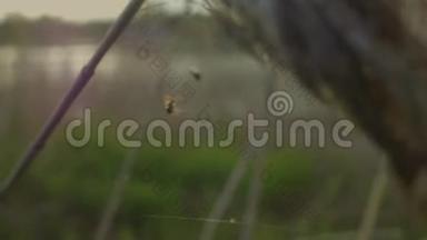 小蜘蛛掠食者被蜘蛛网捕获接近背景漂亮的领域。