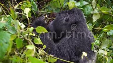 一只黑色的大猩猩银背在丛林深处的野外咀嚼植被