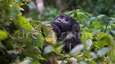 一只大猩猩把婴儿藏在丛林深处的野外