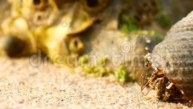 螃蟹隐士螃蟹在沙滩上爬行特写镜头