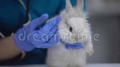 兽医检查兔子脚受伤，寻找溃疡，足皮炎症状