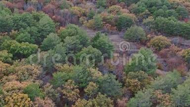 山坡上树木的背景。 混合的秋天森林。 云杉松和橡树灰和榆树。