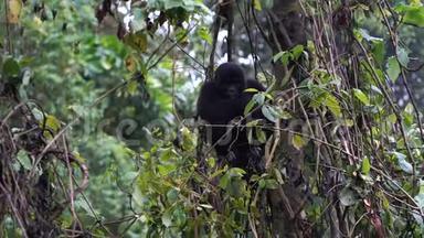一只小大猩猩坐在树上咀嚼植物