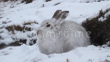 在苏格兰高地的一场暴风雪中，身穿白色冬衣的一只山兔，胆小如鼠。