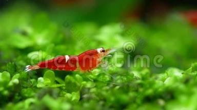 圣诞老人水晶红矮虾停留在绿草上，在淡水鱼缸里清洗腿