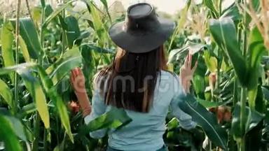 戴着帽子的年轻农民女孩，在玉米地上，在阳光下穿过高高的玉米秸秆。 农产品种植.. 奥