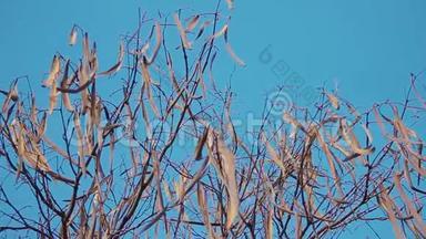 加泰罗尼亚<strong>自治</strong>区。 在蓝蓝的春天的天空上，在卡特帕或卡塔巴树上长出了空荚。