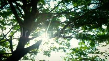 离焦和波克。 美丽的太阳`阳光透过树顶<strong>照射</strong>，阳光透过树叶<strong>照射</strong>.