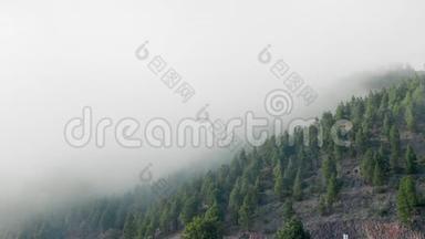 山坡上常绿的<strong>森林</strong>笼罩在低矮的云层中，形成<strong>梦幻</strong>般的景观