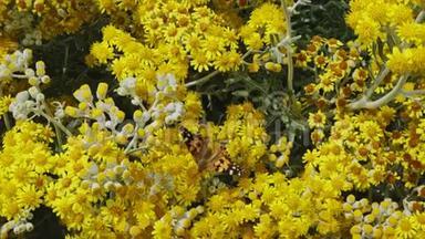 蝴蝶`和黄色的花