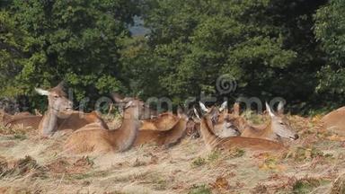 一群壮美的红鹿，塞露丝，在草地上休息，享受阳光明媚的一天..