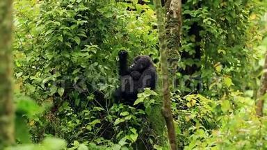 一只黑色的大猩猩，在丛林深处的野外有一种小的咀嚼植物