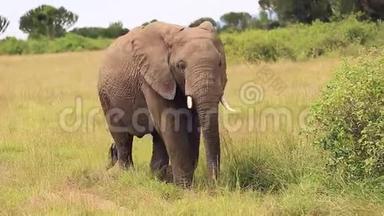 一头大象走在非洲草原的灌木丛中