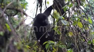 一只小大猩猩坐在树上，上，咀嚼着植被，沿着树往下走