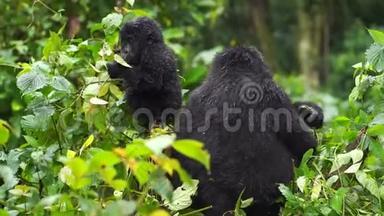 一只黑色的大猩猩，在丛林深处的野外有一种小的咀嚼植物