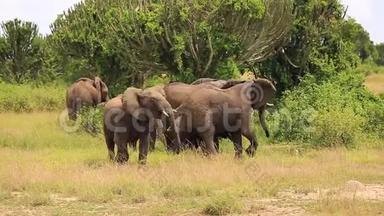大象吹号，用三只小象保护两头大象