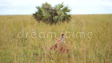 一只猴子在非洲热带草原的高草中抓挠，寻找跳蚤