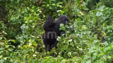 一只背着一个婴儿的黑色大猩猩坐在一棵树上，计划在丛林深处的野生植被