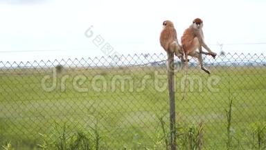 非洲猴子坐在非洲萨凡纳某些地区的围栏上，用网网