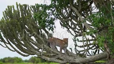 美洲豹优雅地站在非洲草原的一棵马利筋树上。