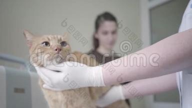 兽医<strong>医生</strong>用<strong>戴手套</strong>的双手检查姜猫，触诊他的胃。 坐在上面的动物