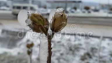 一朵花苞在风中摇曳。 种植在冰后出现冰雨天气<strong>现象</strong>.. 城市的秋天天气