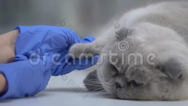 兽医检查猫爪是否受伤，完成<strong>体检</strong>特写