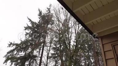 雨水从屋顶的边缘倾泻下来，背景是高大的常青树