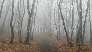神秘的森林小径。 秋天的森林。 浓雾弥漫。 险和神秘主义的氛围.. 史卡瑞穿过神秘公园
