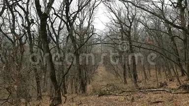 秃秋林中的一条小路.. 落叶躺在地上.. 树干和树枝弯曲的树