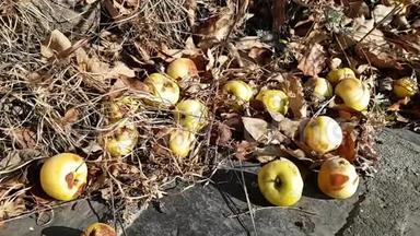 小野落黄苹果在干草上.. 秋天的收获.. 苹果