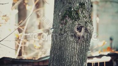 慢镜头拍摄一只山雀飞向树洞