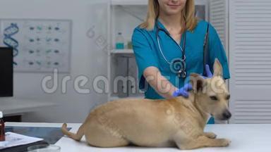 <strong>宠物医院</strong>工作人员抚摸躺在桌子上的狗，检查预约，治疗