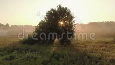 在夏天雾蒙蒙的时候，冉冉升起的太阳<strong>冲破</strong>了一棵绿树的枝条