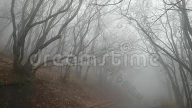 令人难以置信的美丽薄雾森林。 秋公园寂寞沥青路.. 浓雾弥漫。 神秘的神秘天气。