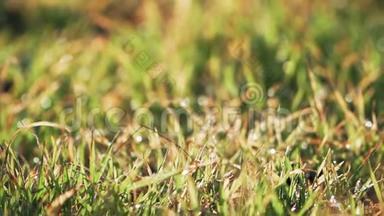 美丽的绿草带着<strong>露珠</strong>。 新鲜感。 背景模糊。 <strong>特写</strong>镜头。 慢动作。