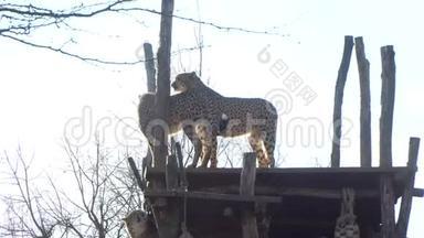 太阳<strong>底下</strong>动物园里的猎豹夫妇