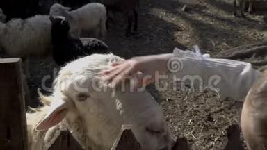 在一个阳光明媚的夏天，一个小女孩抚摸着动物园里一只白羊的头。 特写镜头。 放大。 4K