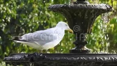 来自花园喷泉的海鸥鸟饮用水