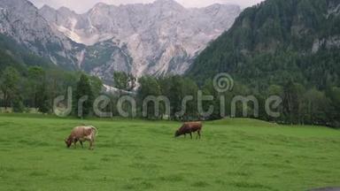 两头牛正在高山附近的高山草地上放牧