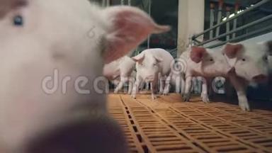 农场里的猪正在嗅着摄像机<strong>四处</strong>走动