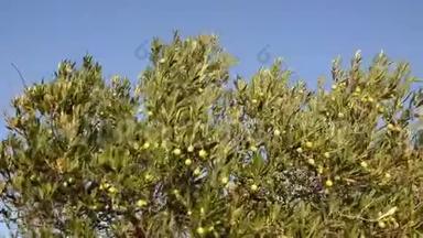 橄榄树<strong>种植</strong>园。 <strong>有机</strong>橄榄生长在橄榄树上。 农业和橄榄<strong>种植</strong>。 生产特级初榨橄榄油。 老年人