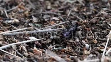 蚁丘的死甲虫。 团队蚂蚁。 昆虫的野生生命。 微世界本质的视频监控.. 关闭